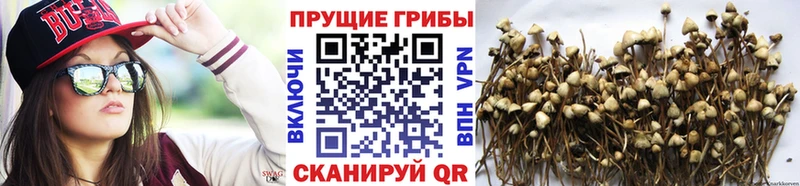 где купить наркотик  Оренбург  Галлюциногенные грибы GOLDEN TEACHER 